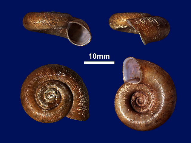 image of Theobaldius cratera