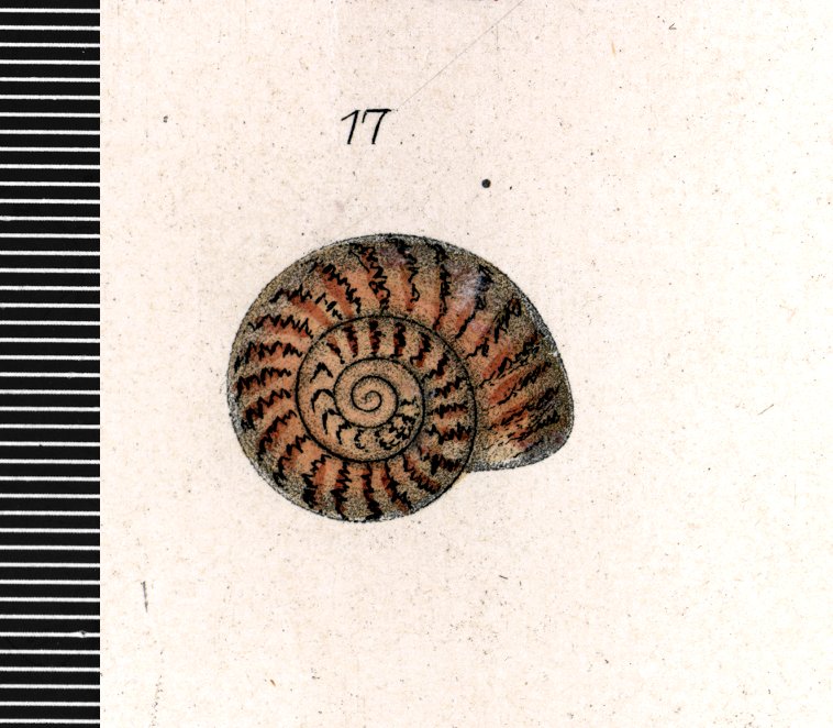 image of Theobaldius cadiscus