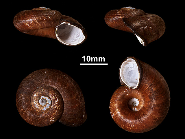 image of Theobaldius layardi (b)