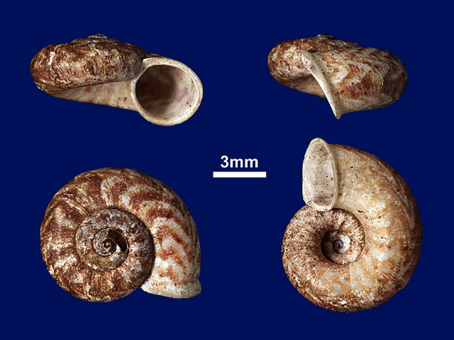 image of Theobaldius liliputianus