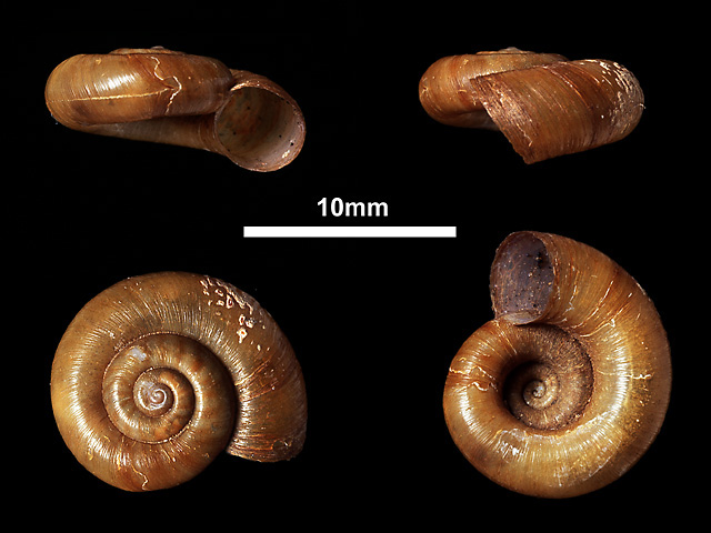 image of Theobaldius parapsis