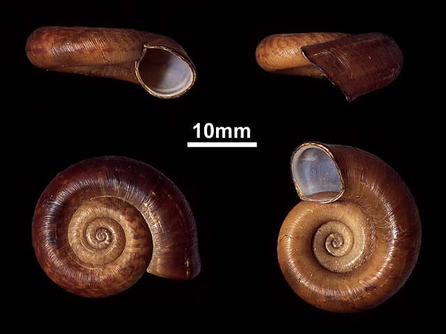 image of Theobaldius parma
