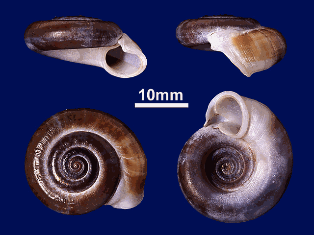 image of Pterocyclus bifrons (a)