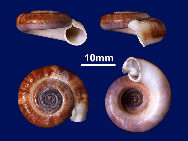 image of Pterocyclus bifrons (b)