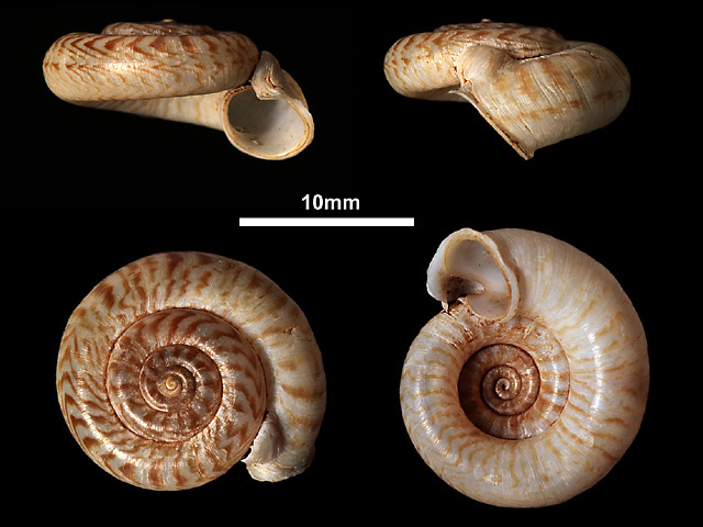 image of Pterocyclus cingalensis