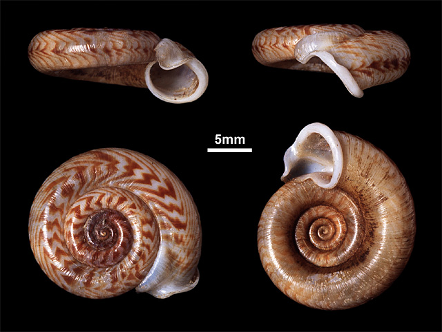 image of Pterocyclus cumingi (a)