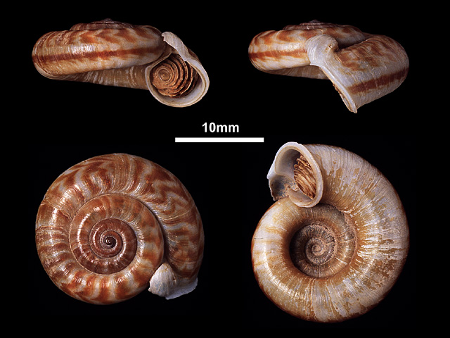 image of Pterocyclus cumingi (b)