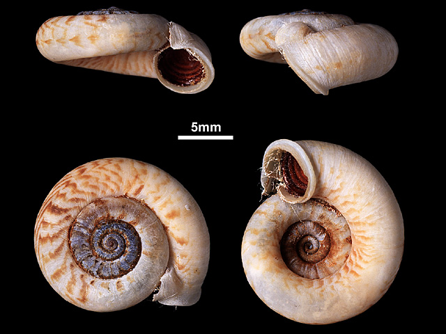 image of Pterocyclus troscheli (b)