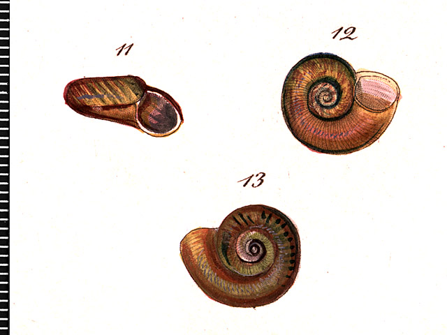 image of Theobaldius loxostoma