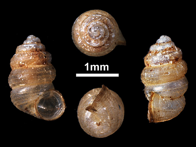 image of Nicida catathymia