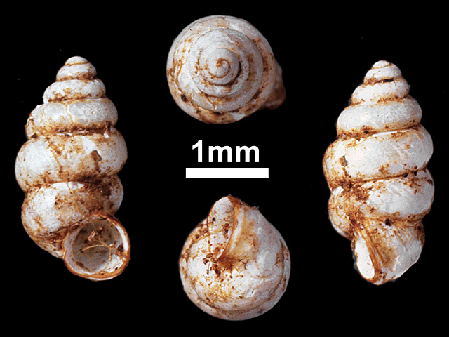 image of Nicida ceylanica (a)