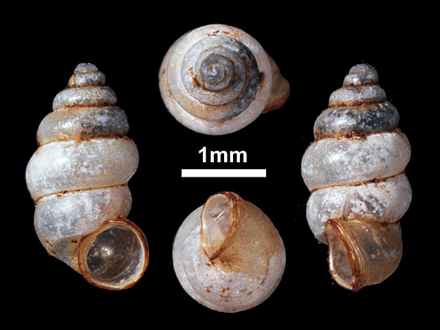 image of Nicida ceylanica (b)