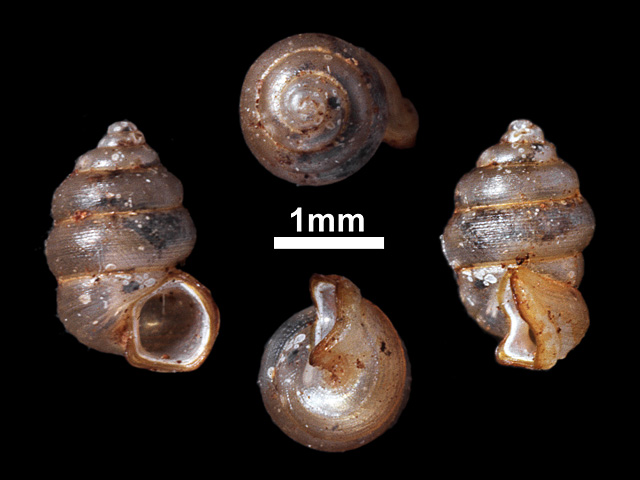 image of Nicida delectabilis (b)