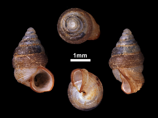 image of Nicida lankaensis