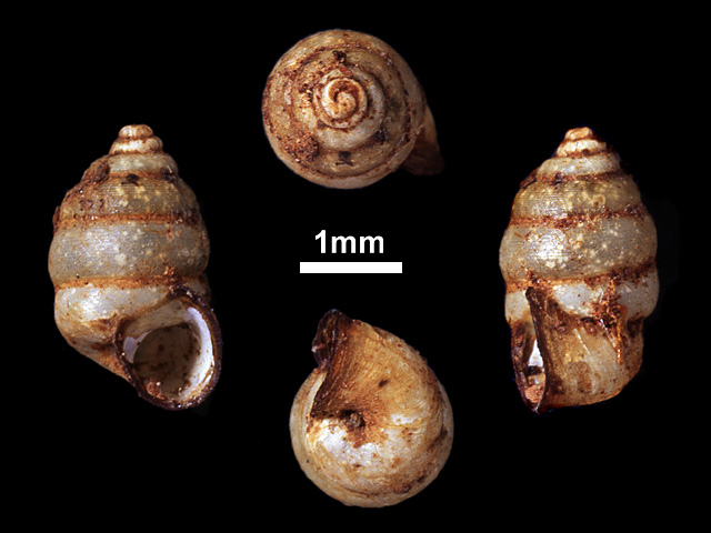 image of Nicida pedronis (b)