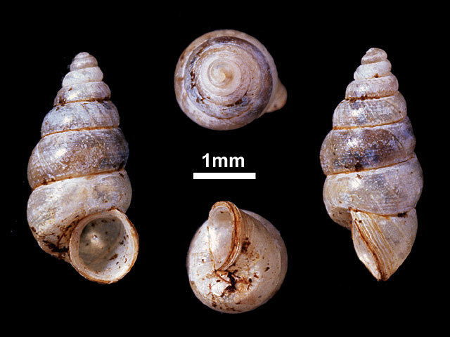 image of Nicida prestoni (a)