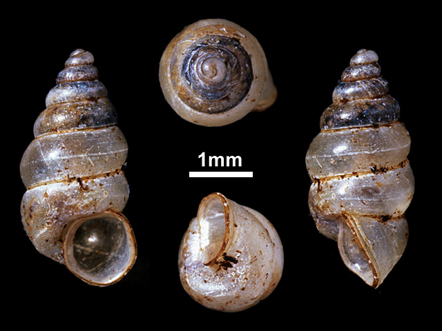 image of Nicida prestoni (b)