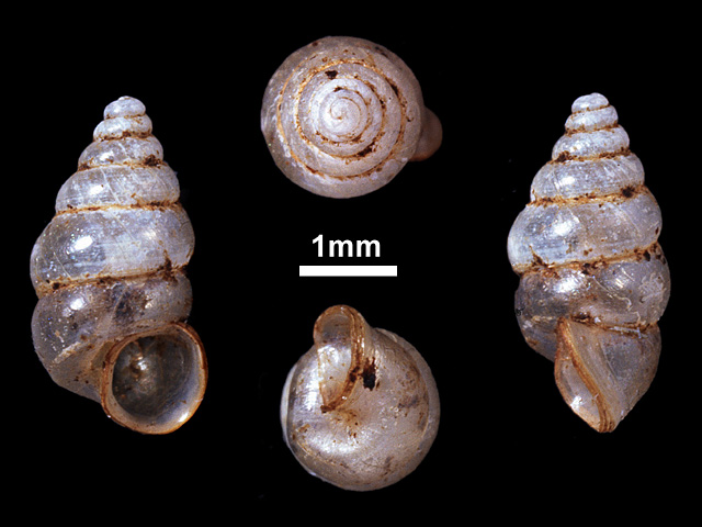 image of Nicida prestoni (c)