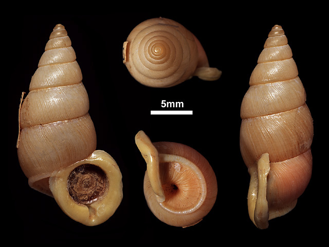 image of T.nevilli var.flaveola