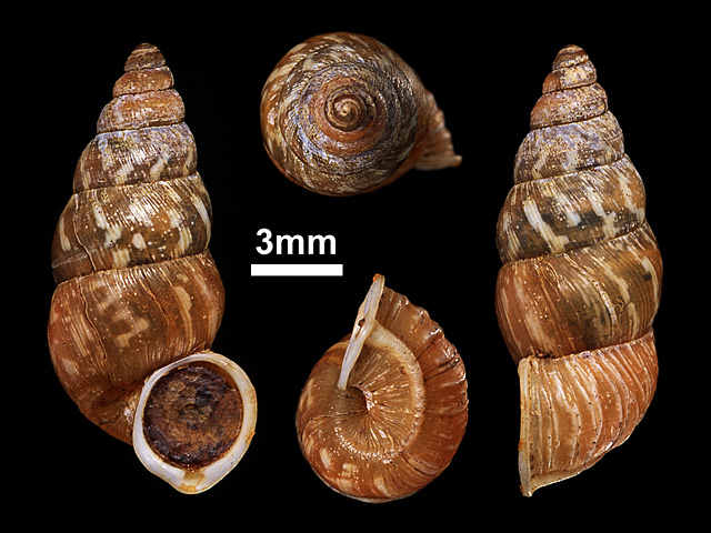 image of Tortulosa nietneri (a)