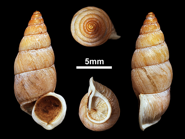 image of T.nietneri var unicolour