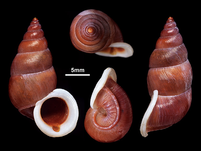 image of Tortulosa pyramidata (b)
