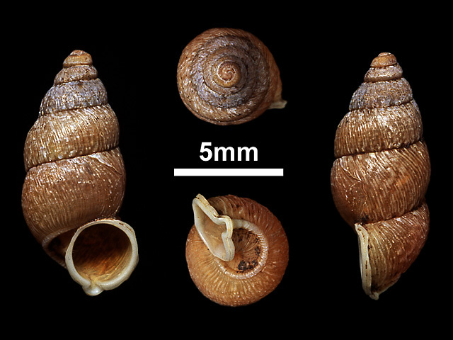 image of Tortulosa rugosa