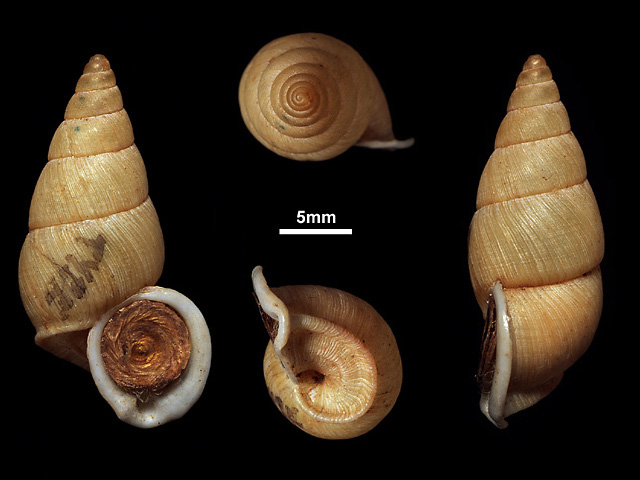image of Tortulosa smithi