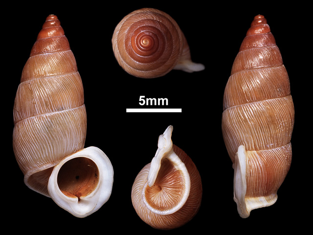 image of Tortulosa thwaitesi (a)