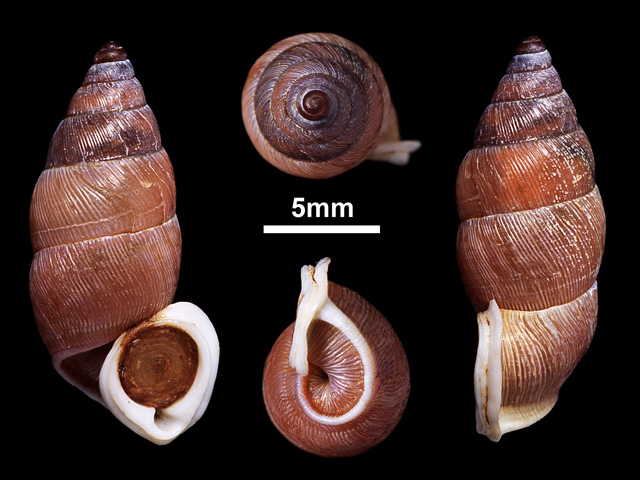 image of Tortulosa thwaitesi (b)