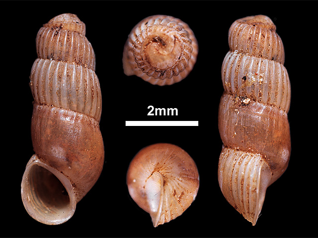 image of Truncatella ceylanica