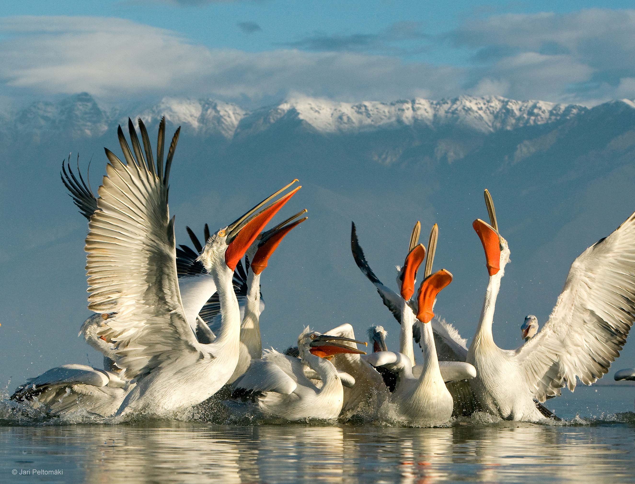 Pelican pack deals