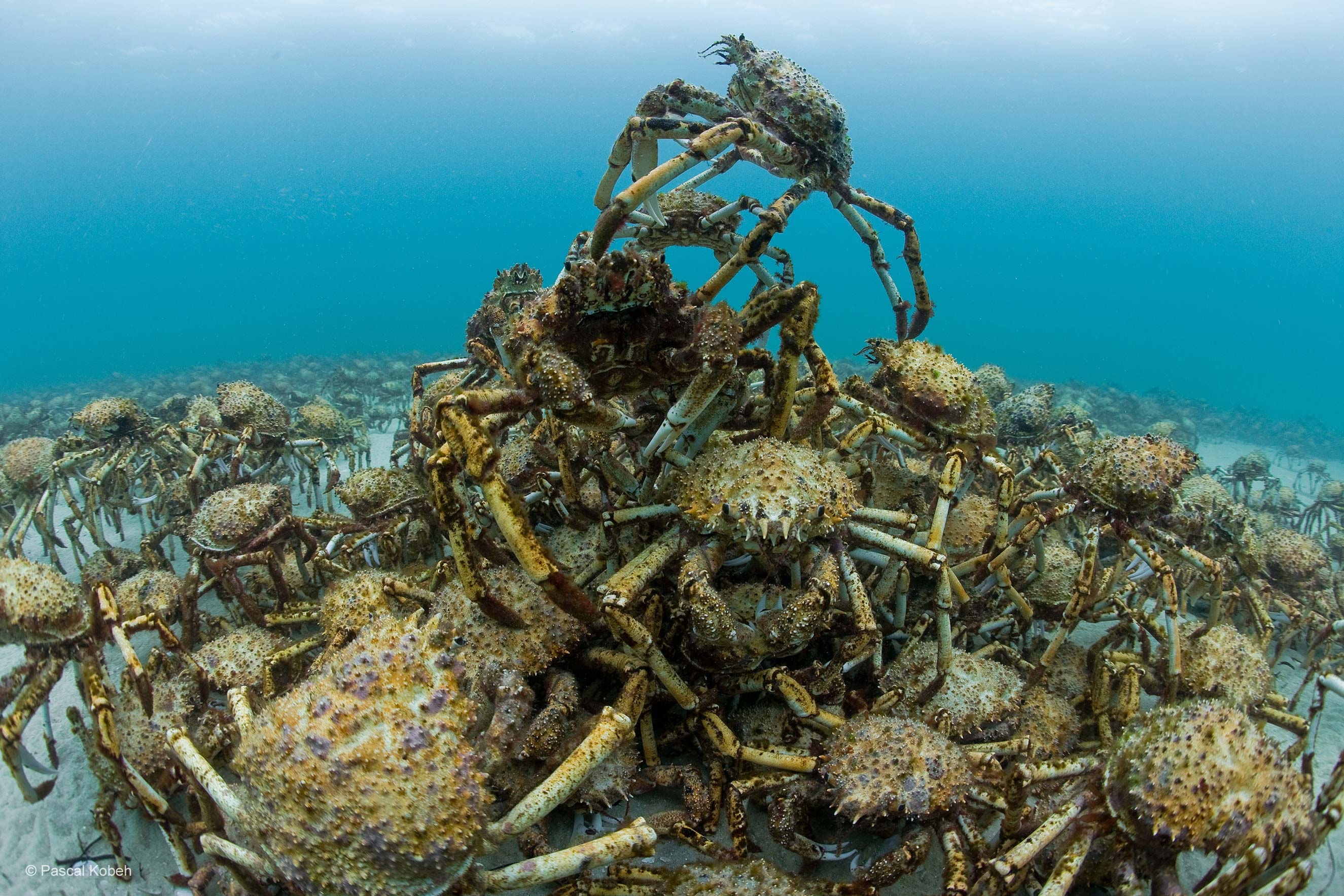 March of the crabs | Wildlife Photographer of the Year | Natural History  Museum