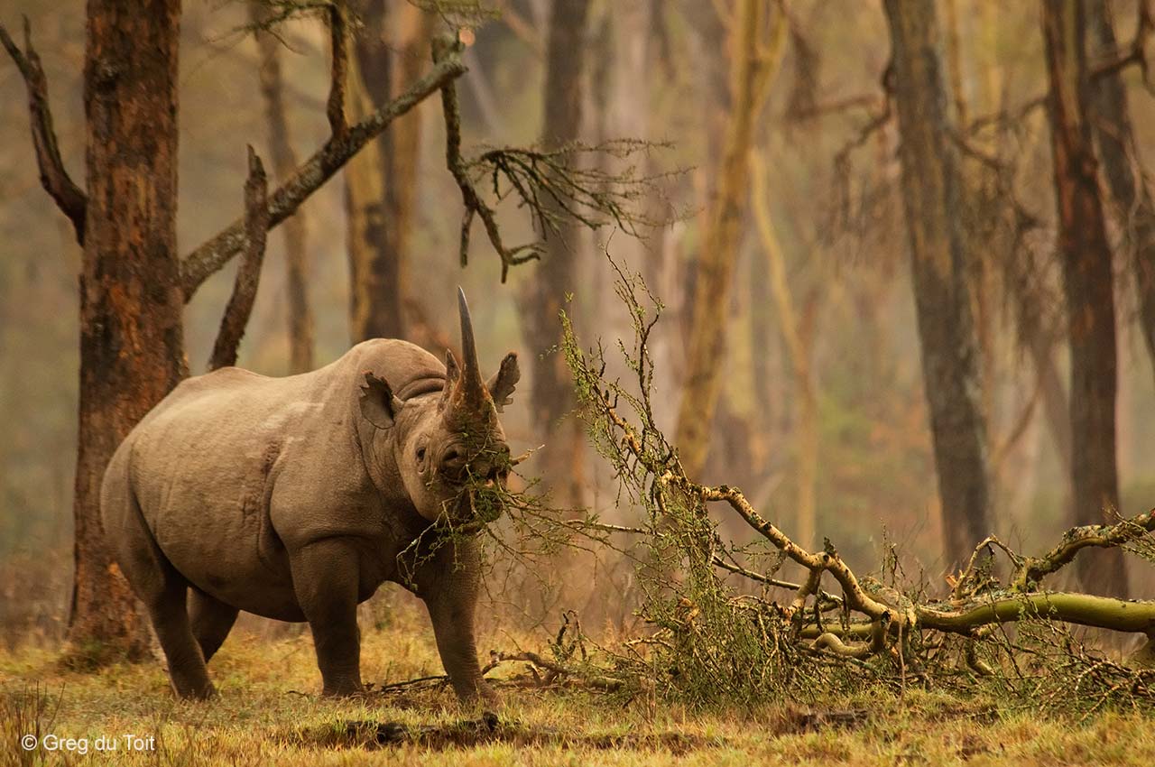 Golden forest rhino
