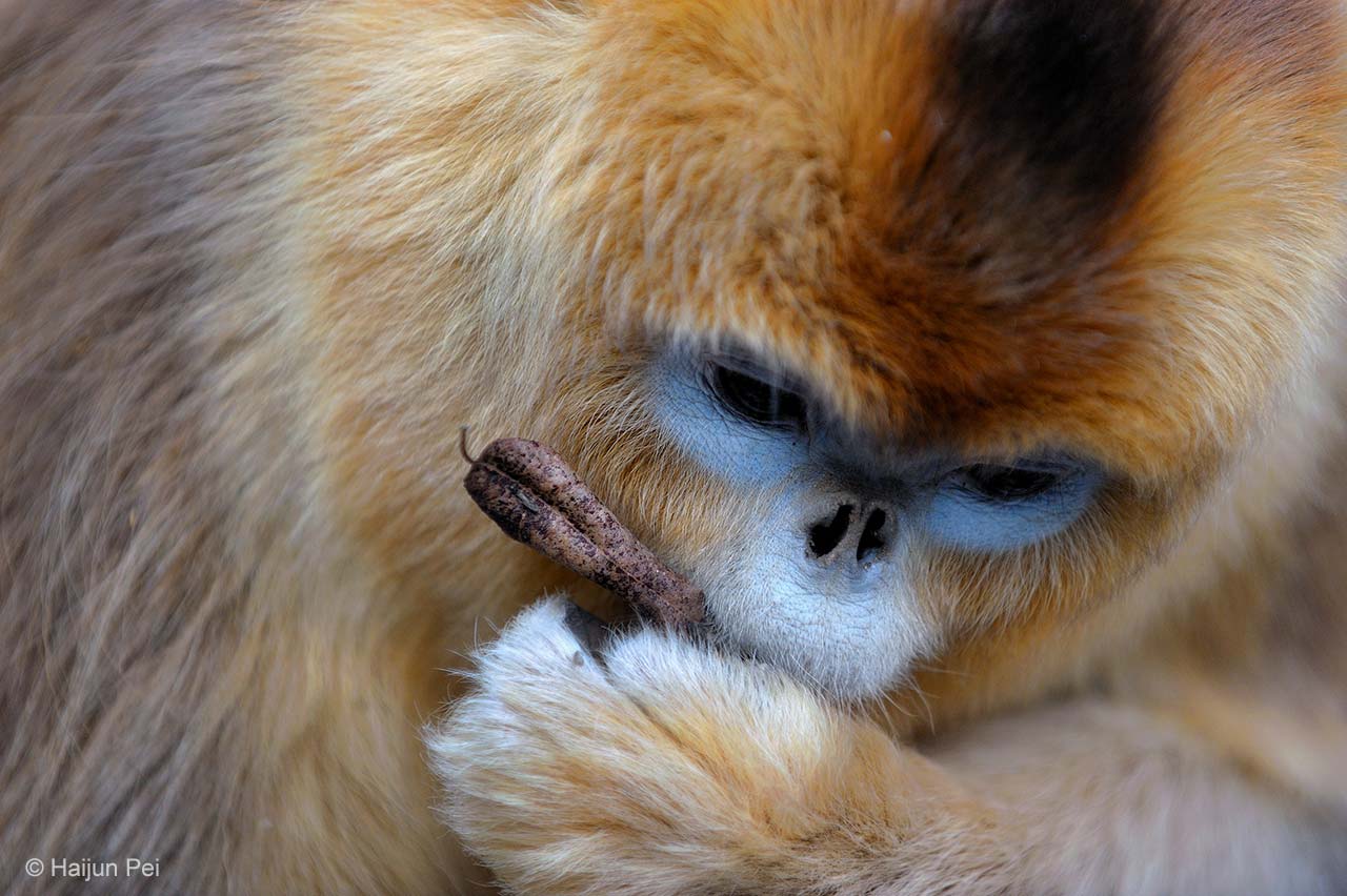 Golden monkey