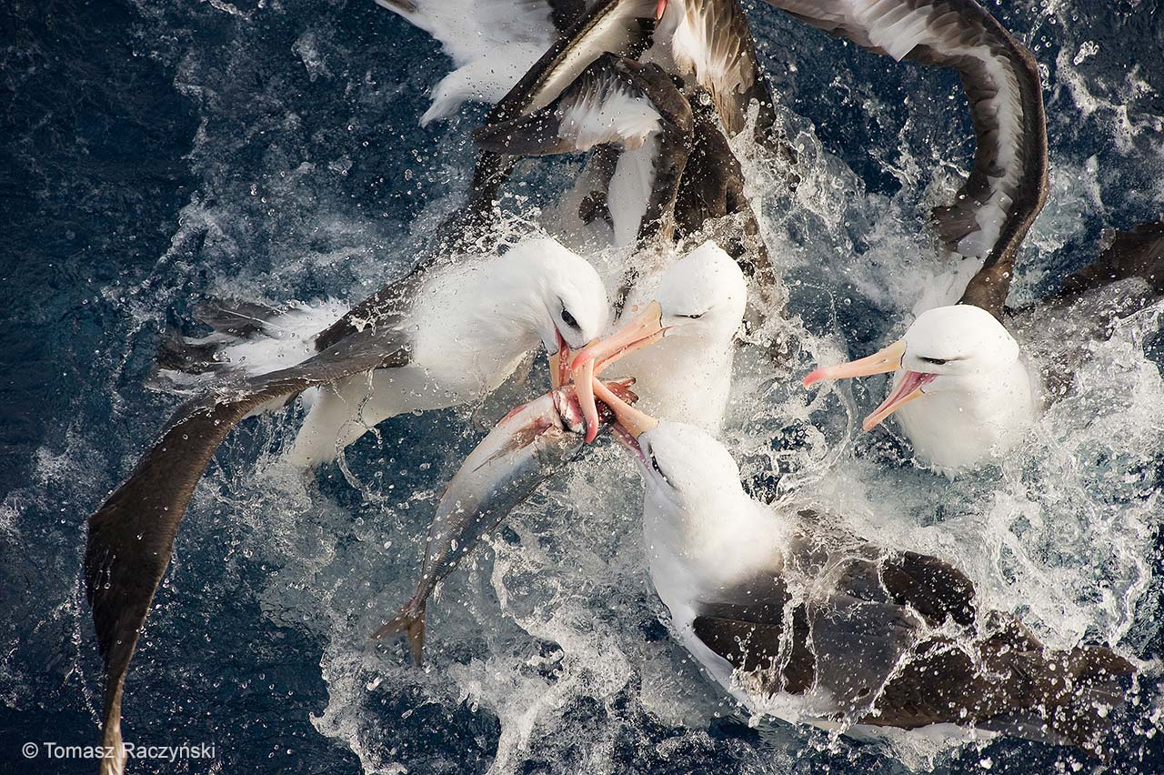 Fishing frenzy