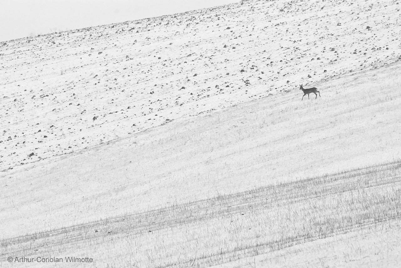 Roe in snow