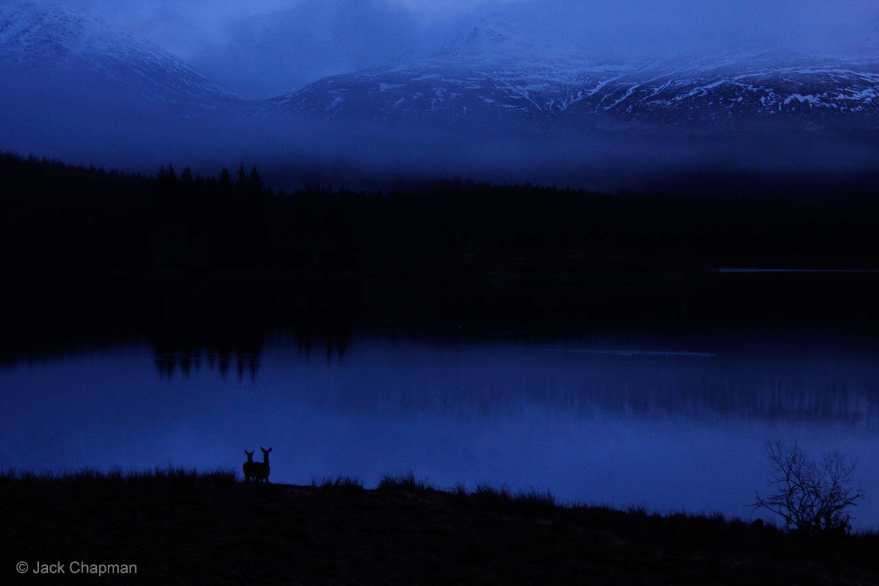 Deer at dusk