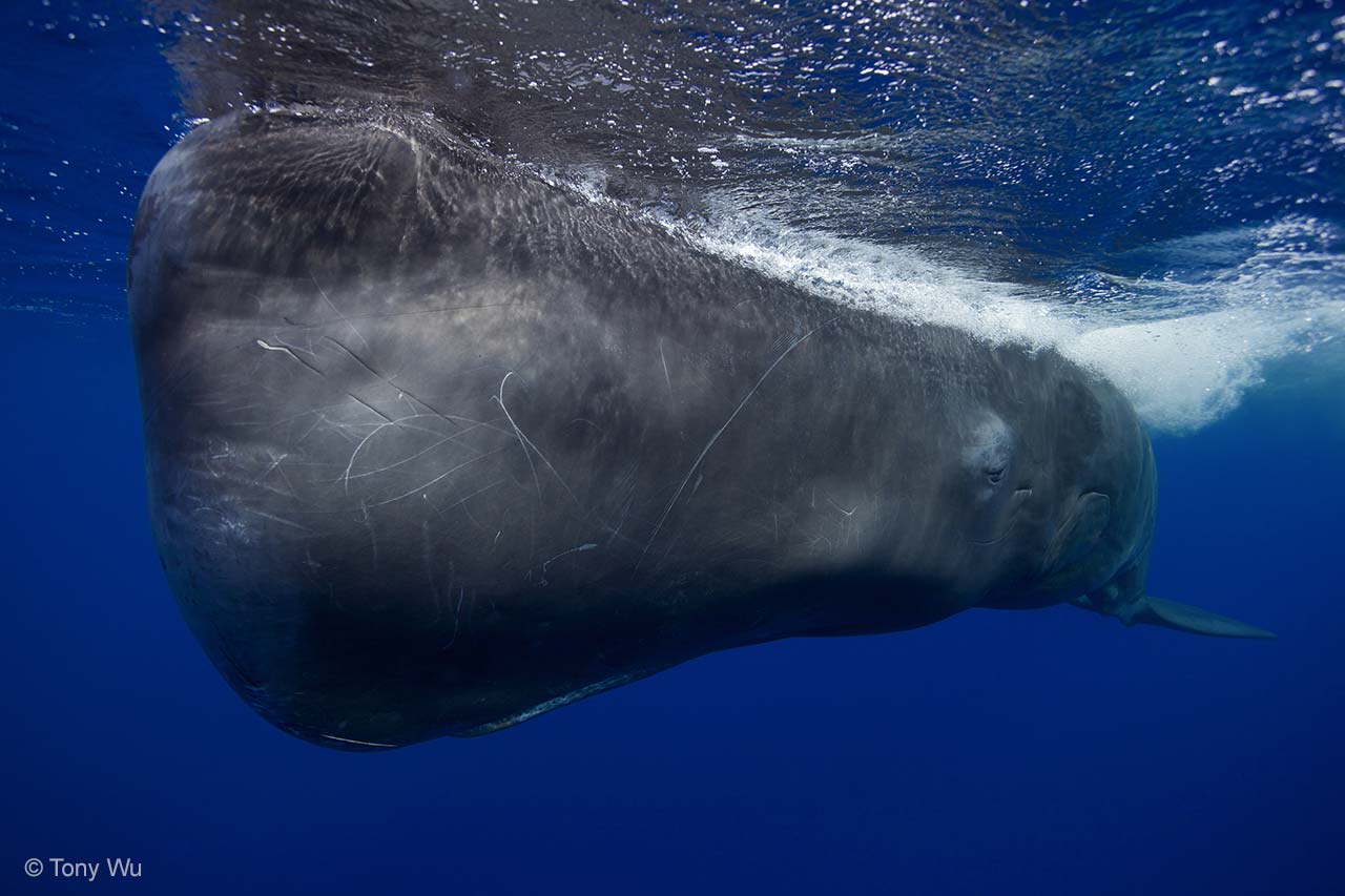 Giant encounter