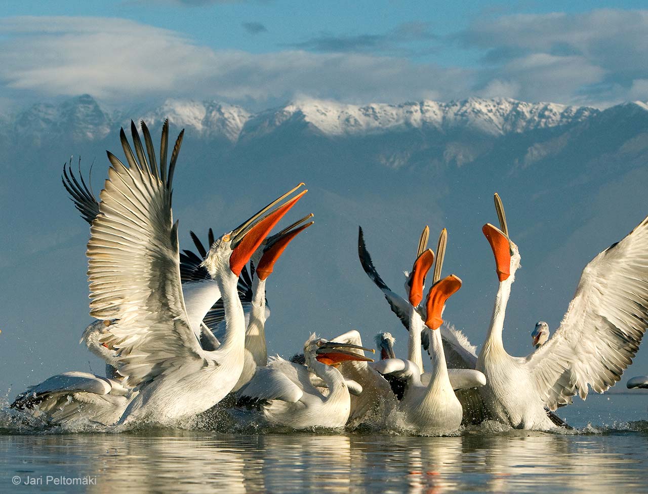 Pelican pack