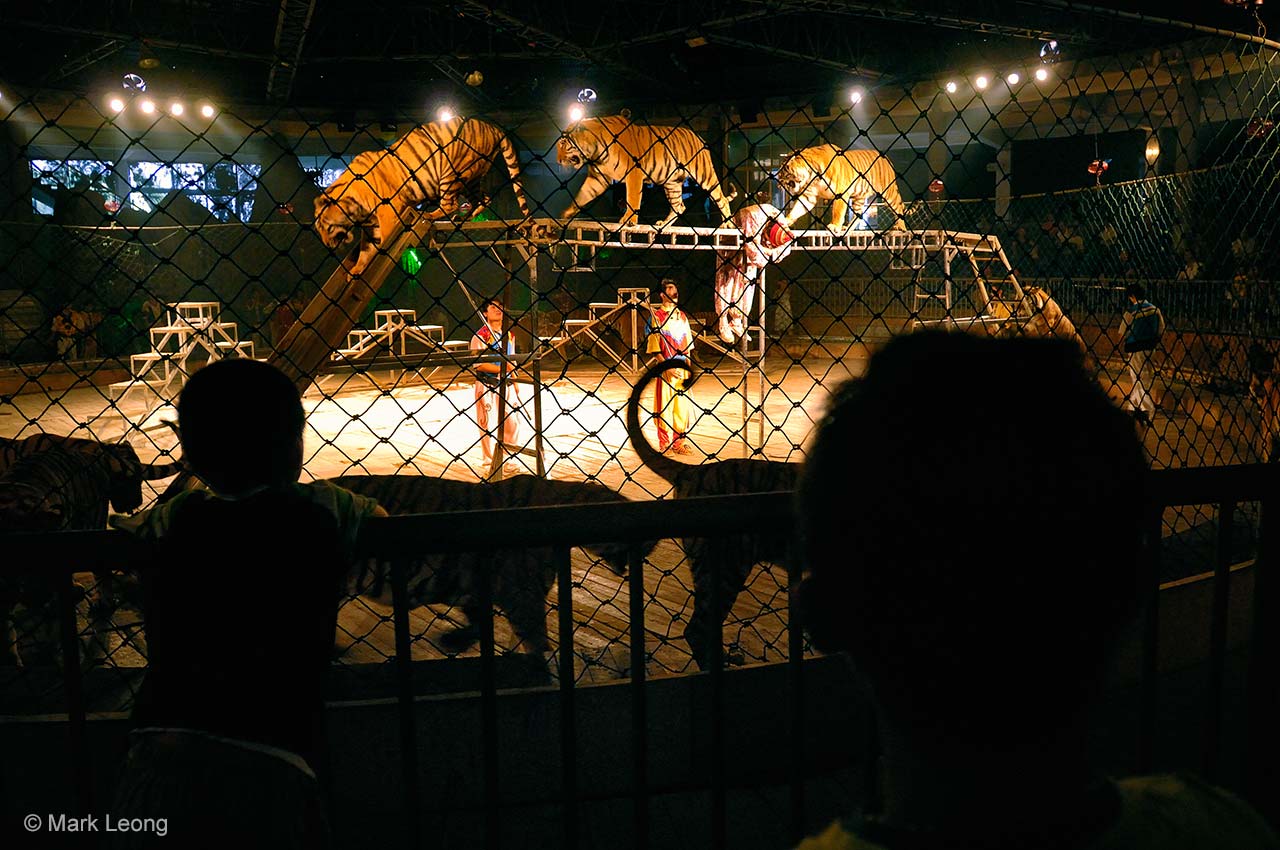 Tiger-farm show