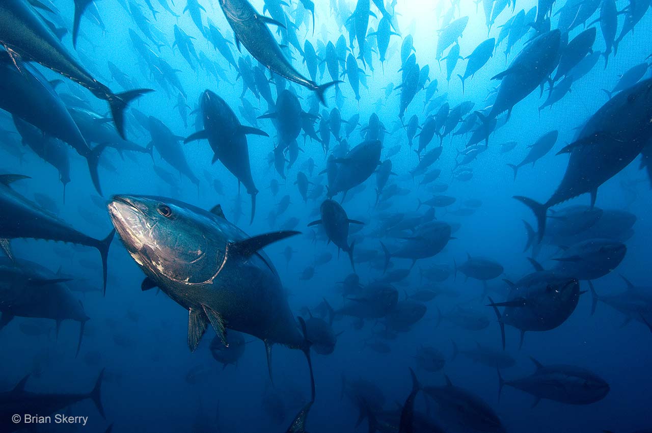 Last of the tuna