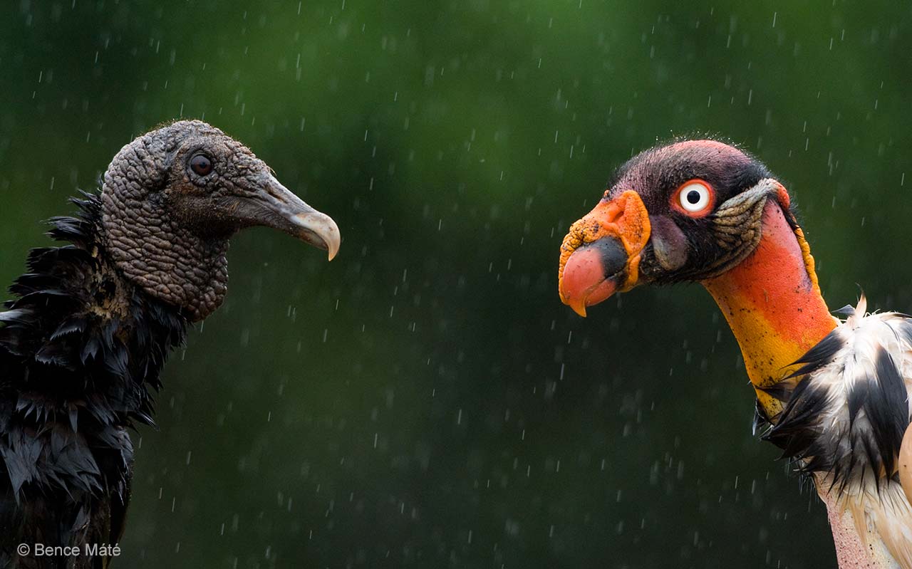 King of the vultures