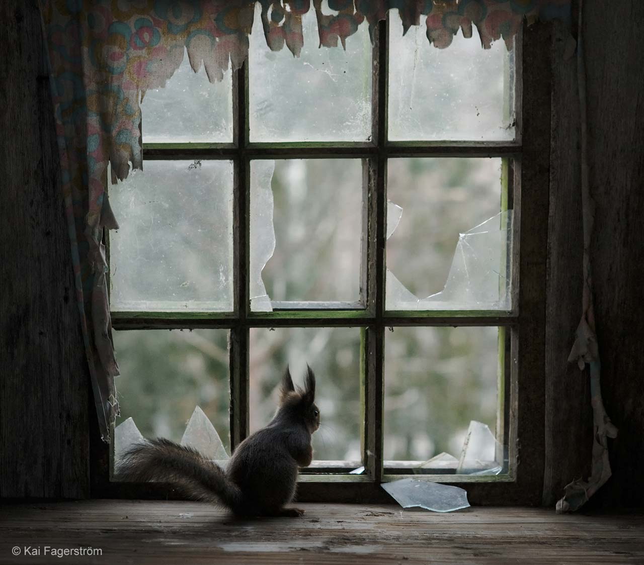 Red squirrel keeps a lookout