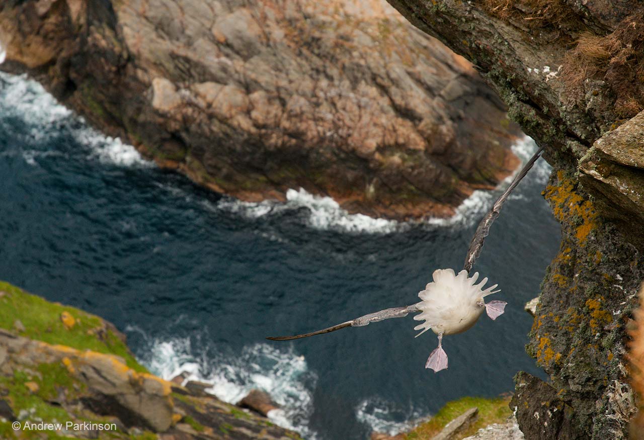 The drop