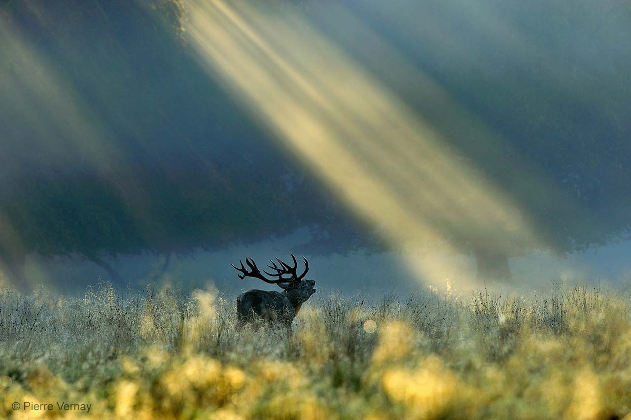 Dawn call