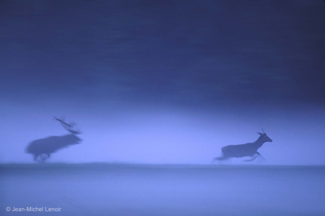 Red deer, blue haze
