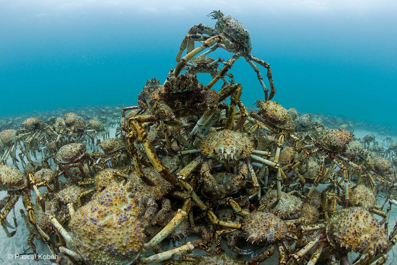 March of the crabs