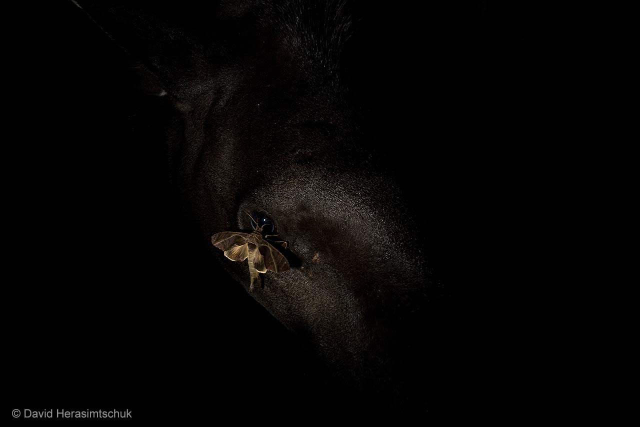 In the eye of a tapir