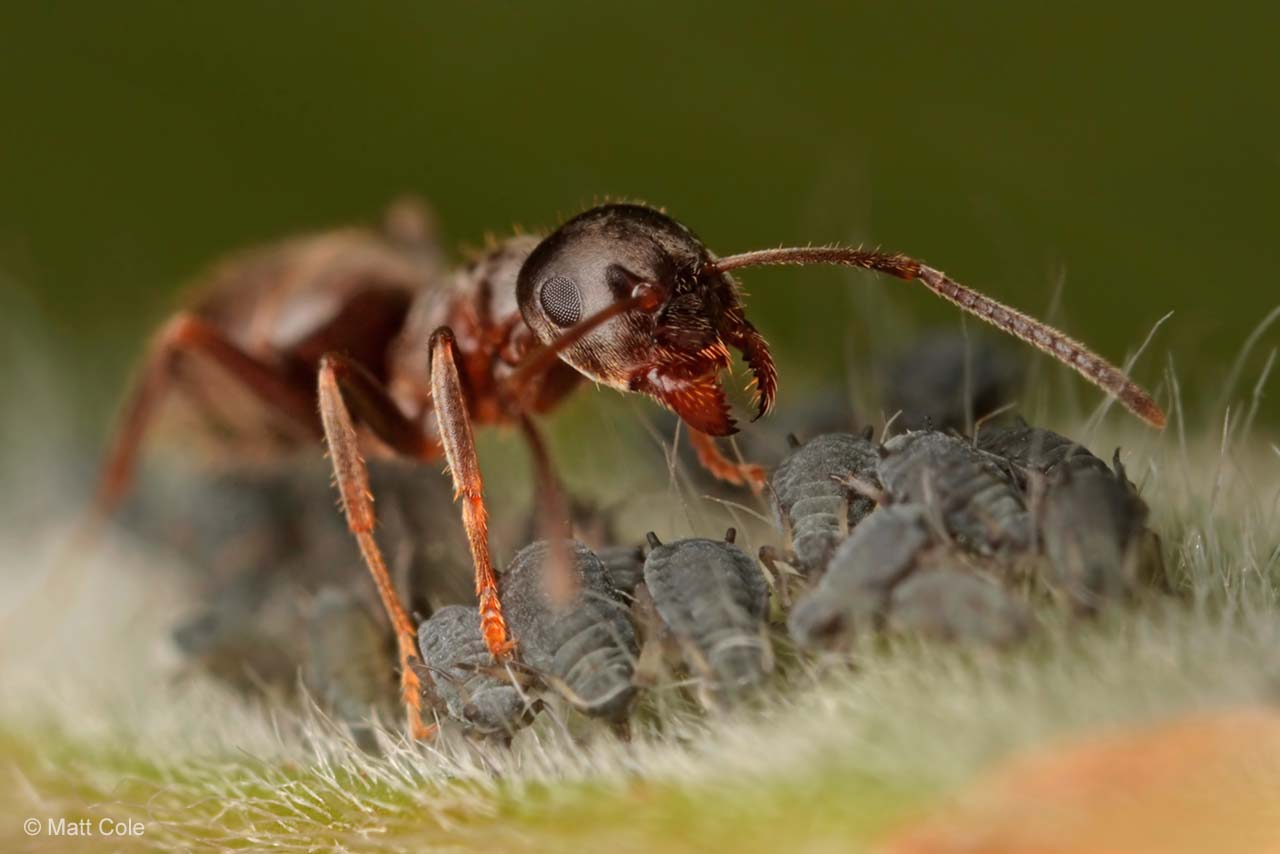 The ant-shepherd and its little flock